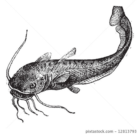 Catfish isolated on white, vintage engraving. Catfish isolated on white, vintage engraving. 12813793
