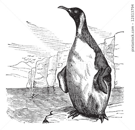 King Penguin or Aptenodytes patagonicus vintage engraving King Penguin or Aptenodytes patagonicus vintage engraving 12813794