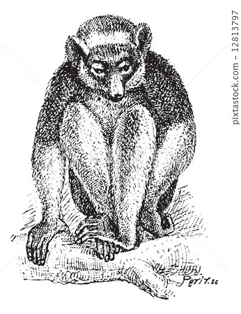 Indri or Babakoto vintage engraving Indri or Babakoto vintage engraving 12813797