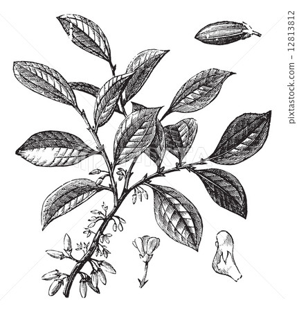 Cocaine or Coca or Erythroxylum coca vintage engraving 12813812