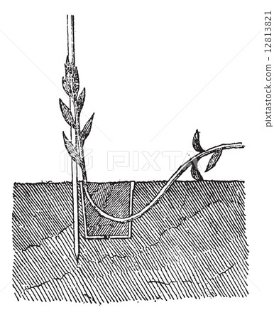 Ground Layering in Pot, vintage engraving 12813821