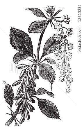 Barberry or European Barberry or Jaundice Berry or Ambarbaris or 12813822