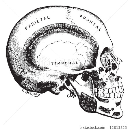 Lateral head region, vintage engraving. 12813823