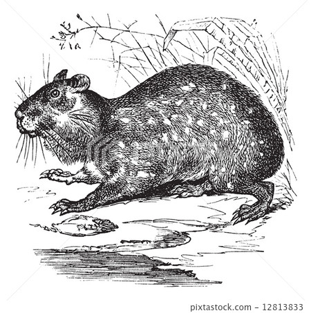 Lowland Paca or Cuniculus paca vintage engraving Lowland Paca or Cuniculus paca vintage engraving 12813833