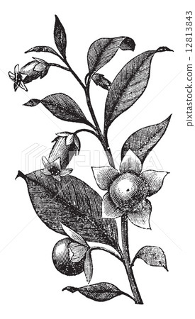 Belladona vintage engraving 12813843