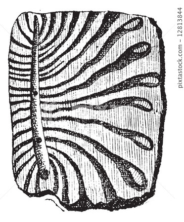 Beetle, tunnels excavated by bark beetles with larvae, vintage e 12813844