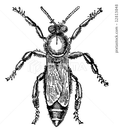 Female or queen bee, vintage engraving. 12813848