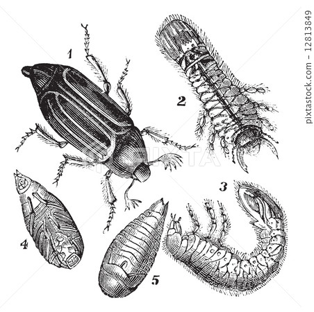 1.Regular Chafer (Melolontha vulgaris) 2.Larva rear view 3.Larv 12813849