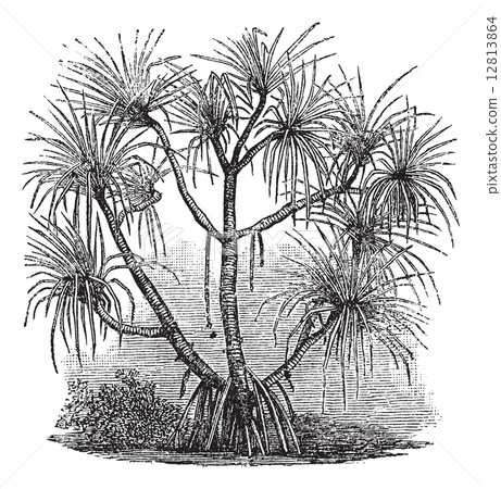 Pandanus candelabrum vintage engraving 12813864