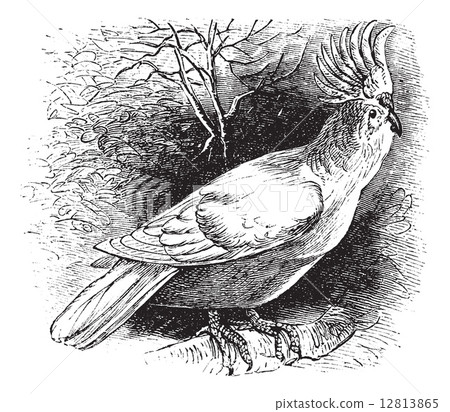 Major Mitchell's Cockatoo or Lophochroa leadbeateri, Cockatoo, v 12813865