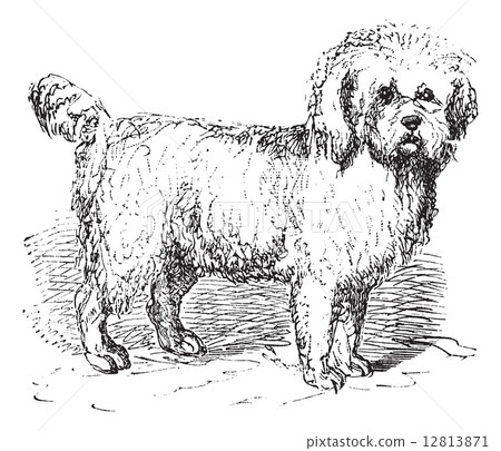 Barbet or Canis lupus familiaris vintage engraving Barbet or Canis lupus familiaris vintage engraving 12813871