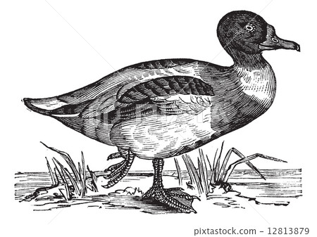 Common Shelduck (Tadorna vulpanser), vintage engraving. 12813879