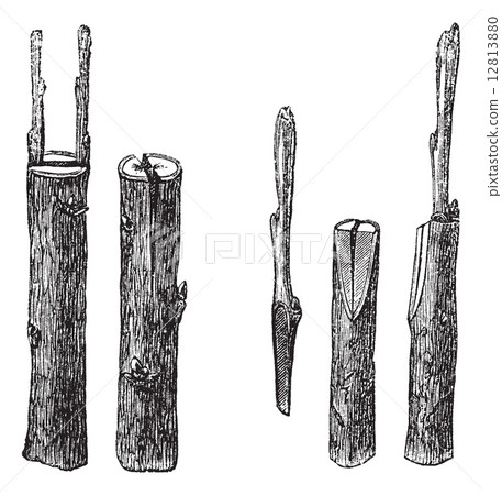 Cleft grafting, vintage engraving Cleft grafting, vintage engraving 12813880