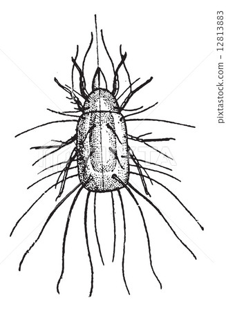 Flour Mite or Acarus siro, vintage engraving Flour Mite or Acarus siro, vintage engraving 12813883