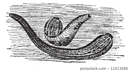 Leeches vintage engraving 12813890