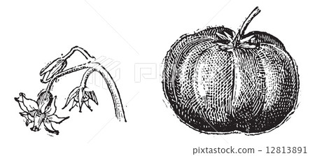 Tomato, flower and fruit, vintage engraving. Tomato, flower and fruit, vintage engraving. 12813891