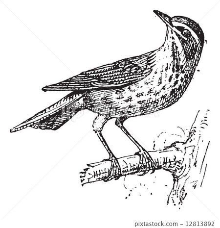 Redwing or Turdus iliacus, vintage engraving 12813892