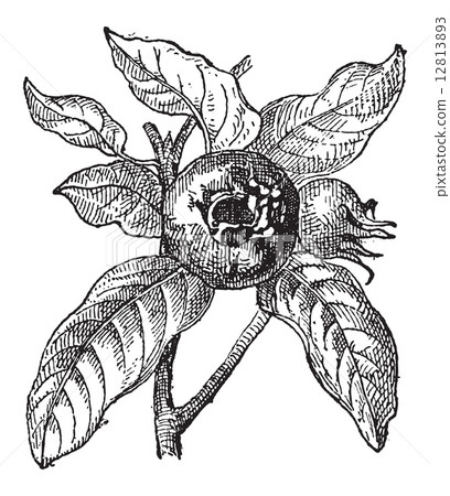 Mediterranean medlar or Crataegus azarolus, vintage engraving 12813893