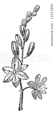 Sea Squill or Drimia maritima, vintage engraving 12813894