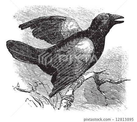 Red-winged Blackbird (Angelaius Phoeniceus), vintage engraving 12813895