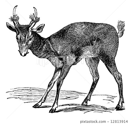 Common muntjac (cervulus vaginalis) or Barking deer, vintage eng Common muntjac (cervulus vaginalis) or Barking deer, vintage eng 12813914