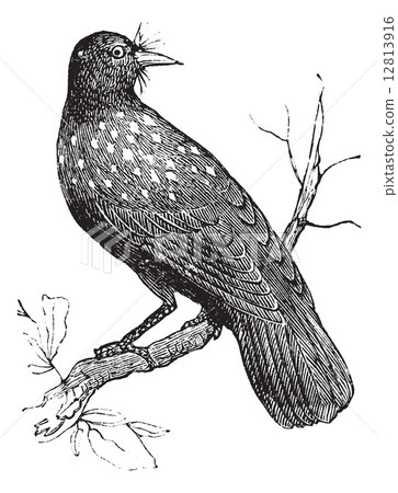 Nutcracker Nucifraga caryocatactes or Eurasian Nutcracker vintag Nutcracker Nucifraga caryocatactes or Eurasian Nutcracker vintag 12813916