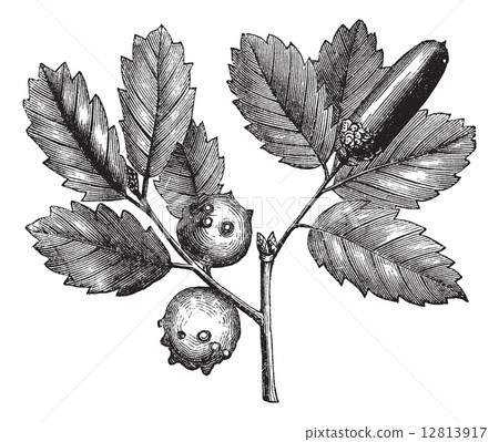 Quercus lusitanica or Gall Oak vintage engraving Quercus lusitanica or Gall Oak vintage engraving 12813917