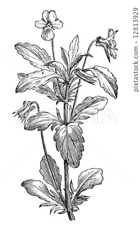 vintage engraving. 12813929