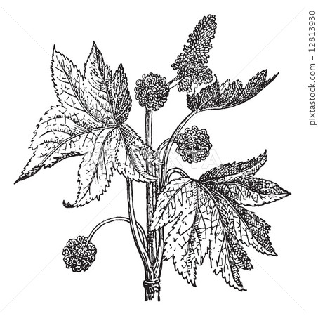 Oriental Sweetgum or Liquidambar orientalis, vintage engraving 12813930