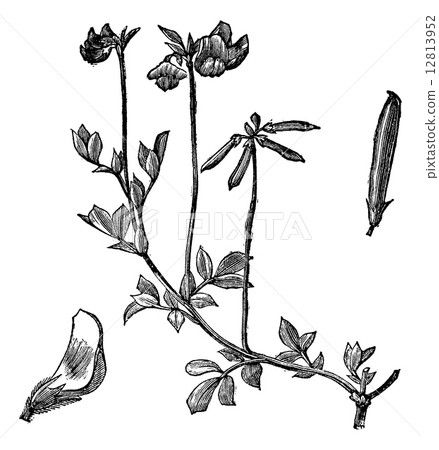 Bird's foot Trefoil or Lotus corniculatus vintage engraving Bird's foot Trefoil or Lotus corniculatus vintage engraving 12813952