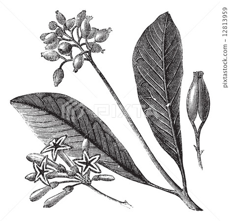 Yellow bark (Cinchona Calisaya)or Quina, vintage engraving. Yellow bark (Cinchona Calisaya)or Quina, vintage engraving. 12813959