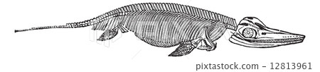 The skeleton of Ichthyosaurus vintage engraving The skeleton of Ichthyosaurus vintage engraving 12813961