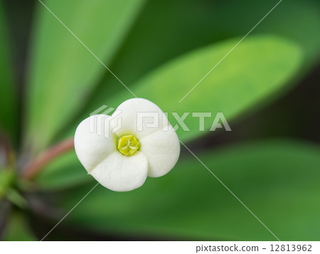 Small white flowers Kirin Small white flowers Kirin 12813962