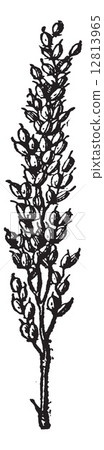 Rice, vintage engraving. 12813965