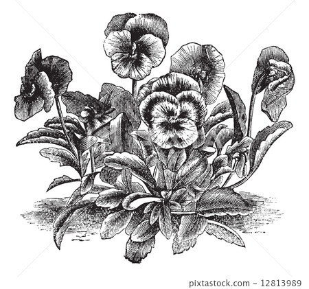Heartsease or Viola tricolor vintage engraving Heartsease or Viola tricolor vintage engraving 12813989