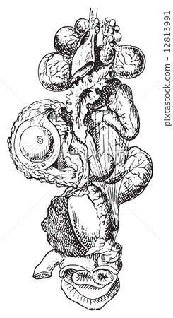 Hen ovary, vintage engraving. 12813991