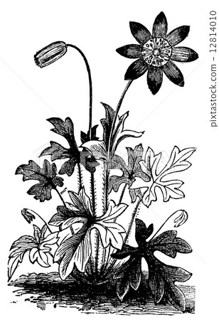 Anemone hortensis or Fior di Stella flower vintage engraving. 12814010