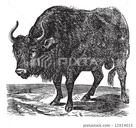 The American bison or American buffalo. Vintage engraving. 12814015