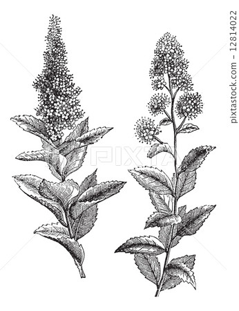 Spiraea salicifolia and Steeplebush or Spiraea tomentosa vintage 12814022