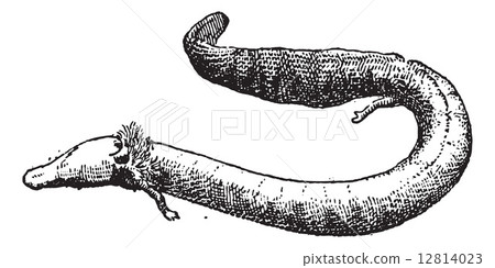 Proteus, vintage engraving. Proteus, vintage engraving. 12814023