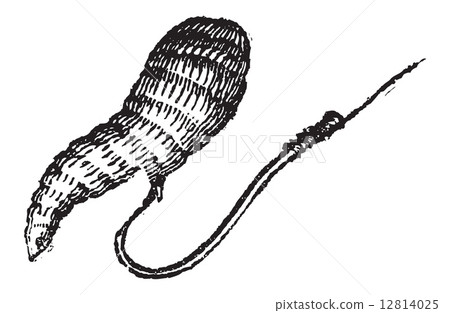 Single Fish Hook with Bait, vintage engraving 12814025