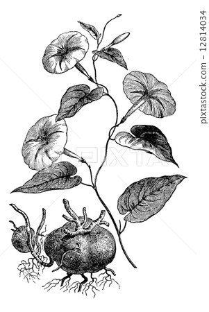 Jalap or Ipomoea purga, vintage engraving 12814034