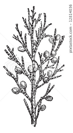 Juniper, vintage engraving. 12814036