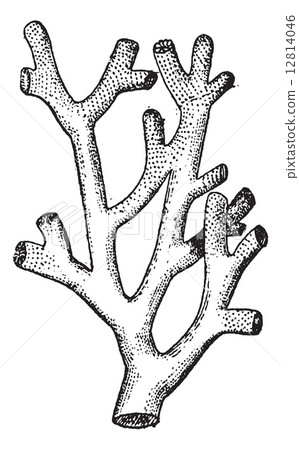 Fire Coral or .Millepora sp., vintage engraving 12814046