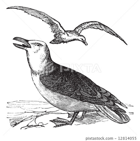 Great Black-backed Gull or Larus marinus vintage engraving 12814055