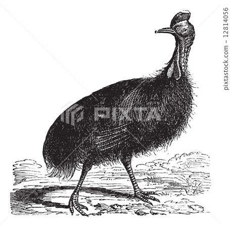 Casuarius galeatus or cassowary vintage engraving 12814056