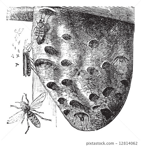 Hornets and Hornet's nest vintage engraving 12814062