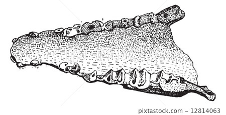 Lophiodon, vintage engraving 12814063