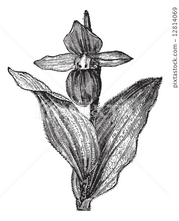 Lady's Slipper Orchid or Lady Slipper Orchid or Slipper Orchid o 12814069
