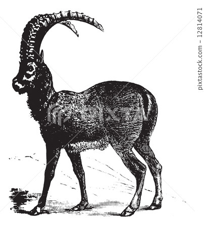 Alpine Ibex or Capra ibex, goat, vintage engraving. 12814071